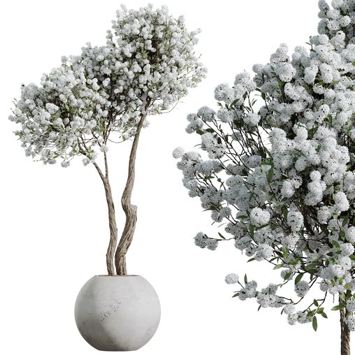 HQ HousePlants Tropez Planter Cherry Blossom Decorative Tree02