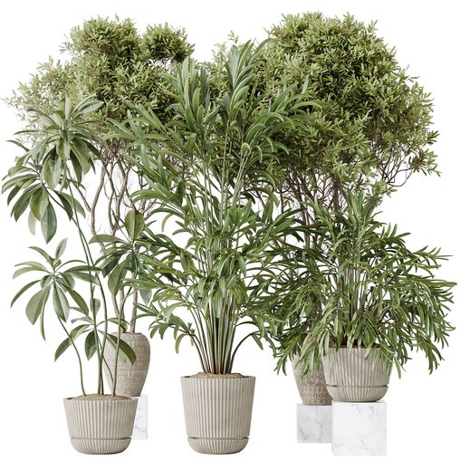 Indoor plants set 121 Dypsis Lutescens Palm and Wilsonii Chemlali Olive