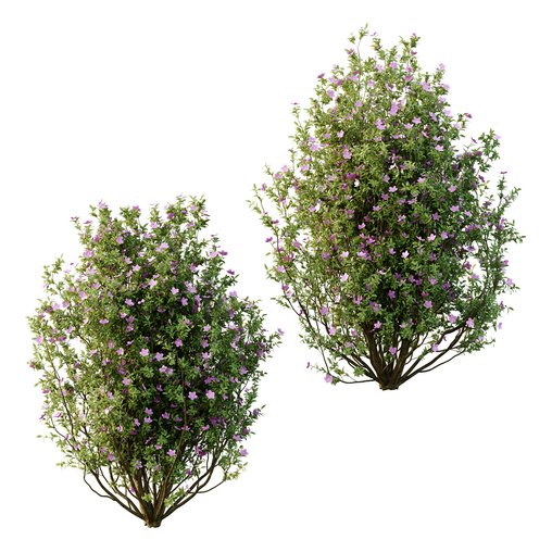 Tibouchina Semidecandra Tree08 3d model Download  Buy 3dbrute