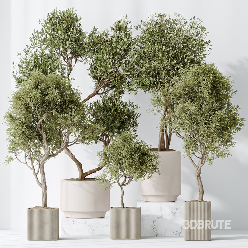 Indoor plants set 119 Olive Artificial Olivo Olea Tree and Mission Kalamata Wilsonii Chemlali Olive