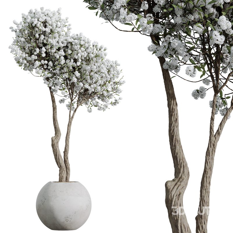 HQ HousePlants Tropez Planter Cherry Blossom Decorative Tree02