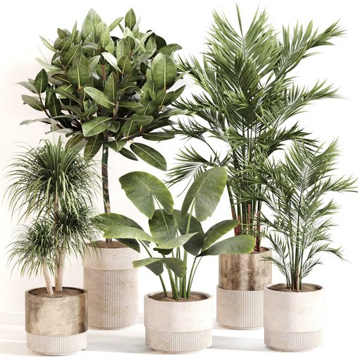 Indoor Plant Set 0107