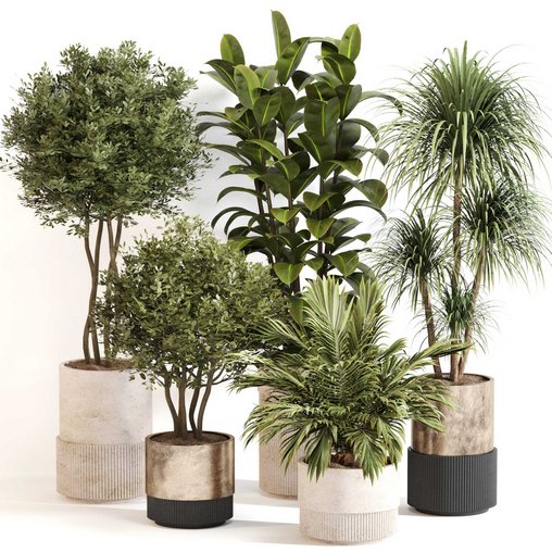 Indoor Plant Set 0109