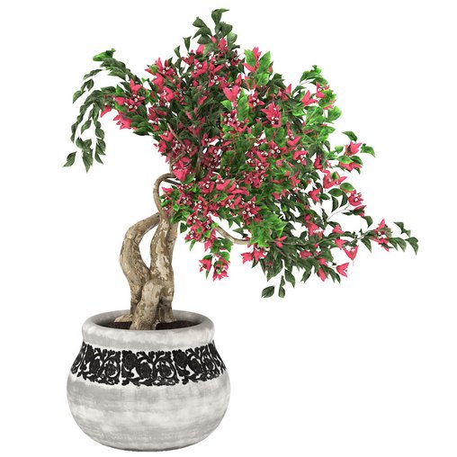 pot of bougainvillea tree