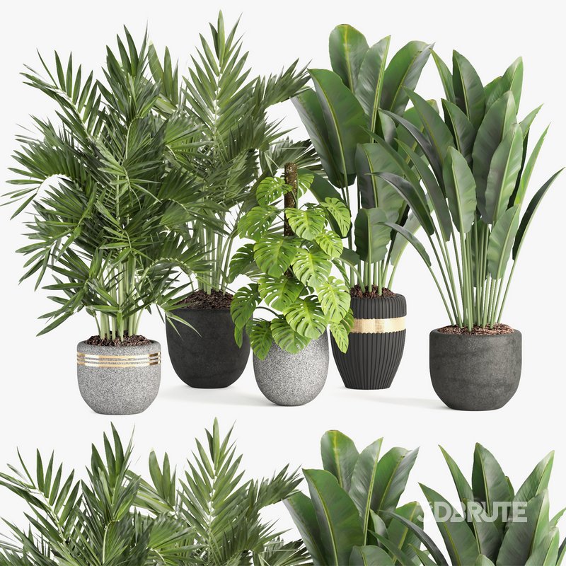 indoor plant set007 collection