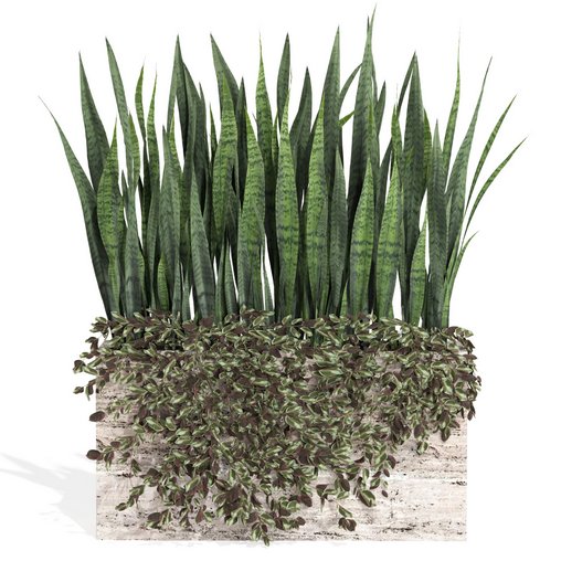 outdoor indoor plant008 sansevieria collection01