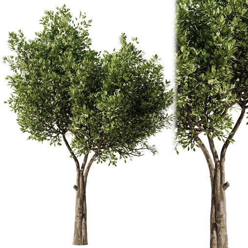 Olive Tree Set24 3d model Download  Buy 3dbrute