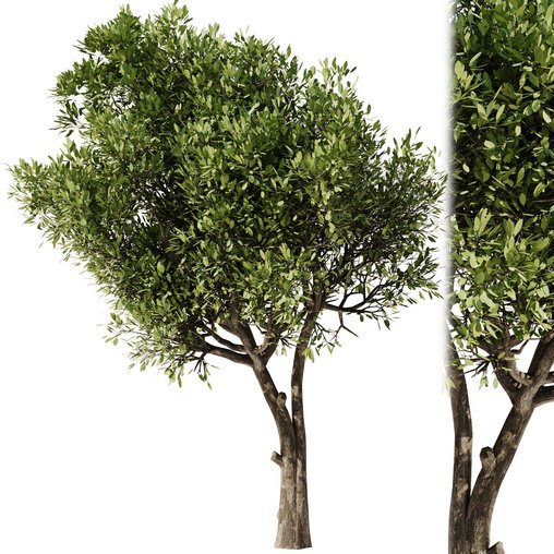 Olive Tree Set23 3d model Download  Buy 3dbrute