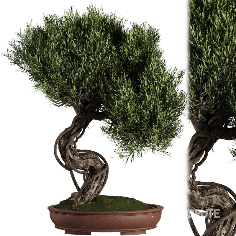 Bonsai Tree set7