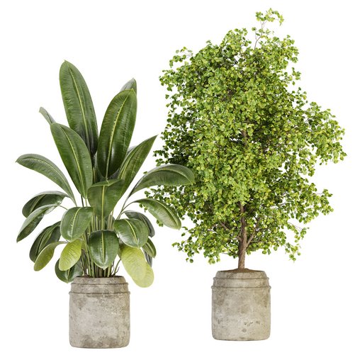 Indoor Plant Set 024