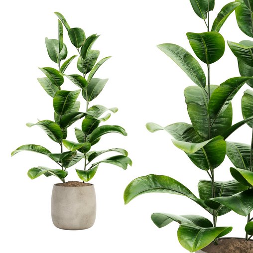 Indoor Plant Set 017