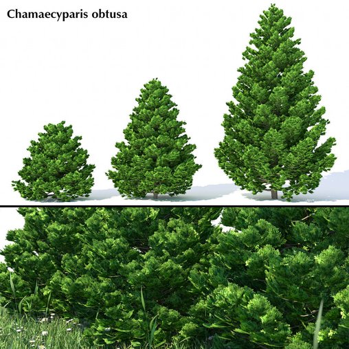 Chamaecyparis obtusa