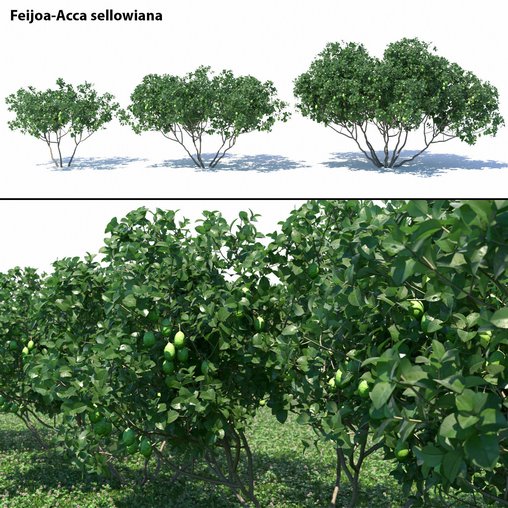 Feijoa – Acca sellowiana