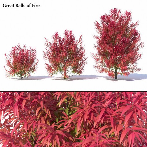 Callistemon Salignus ‘Great Balls Of Fire’