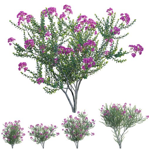 Lagerstroemia indica – Crepe Myrtle