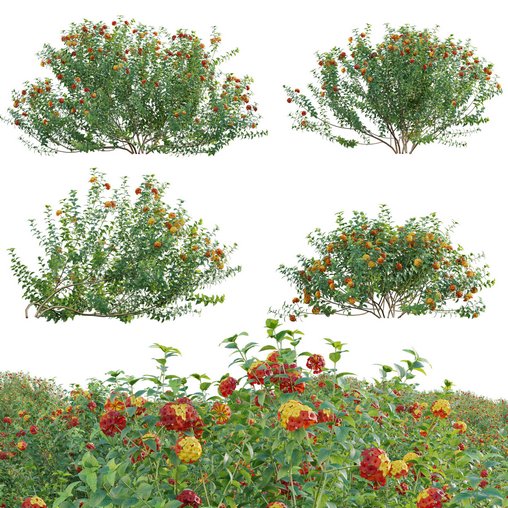 Lantana camara – Shrub Verbena