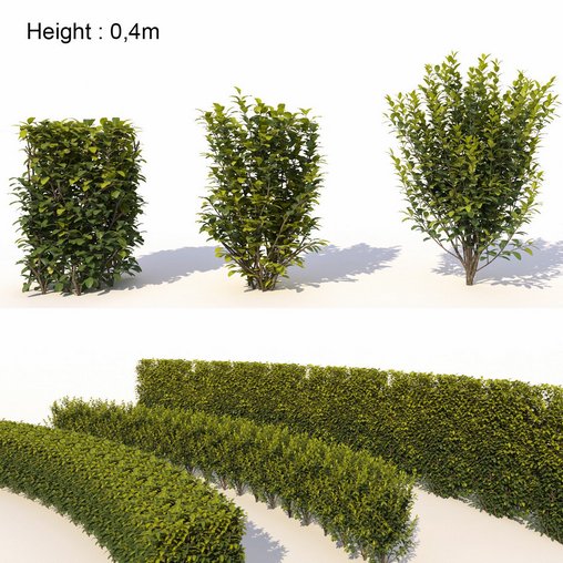 Laurus nobilis 04