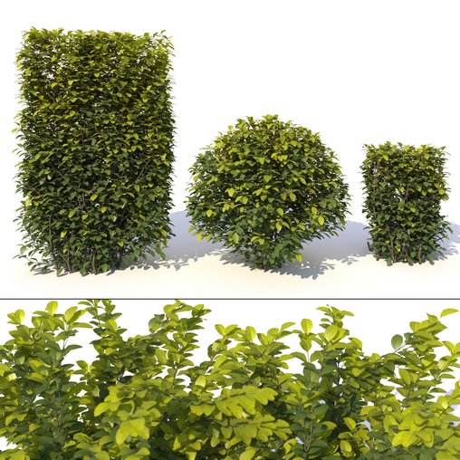 Laurus nobilis 01