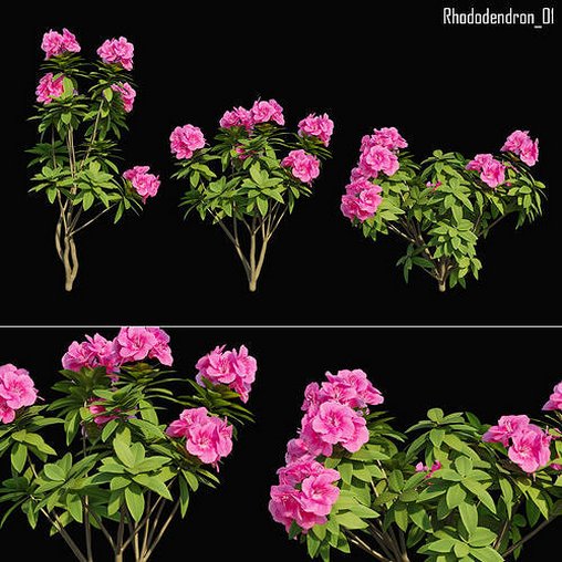 Rhododendron 01