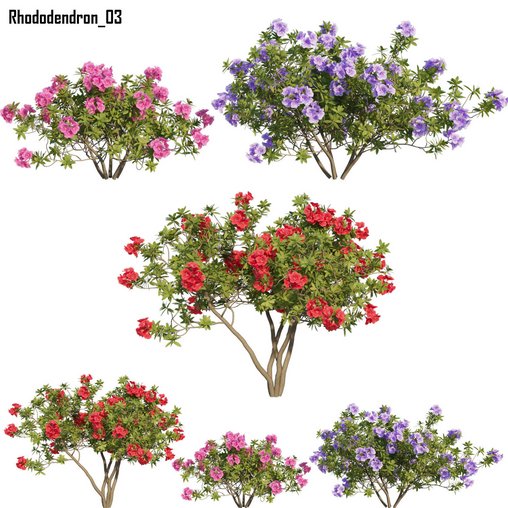 Rhododendron 03