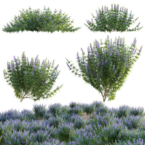 Rosmarinus officinalis – Rosemary