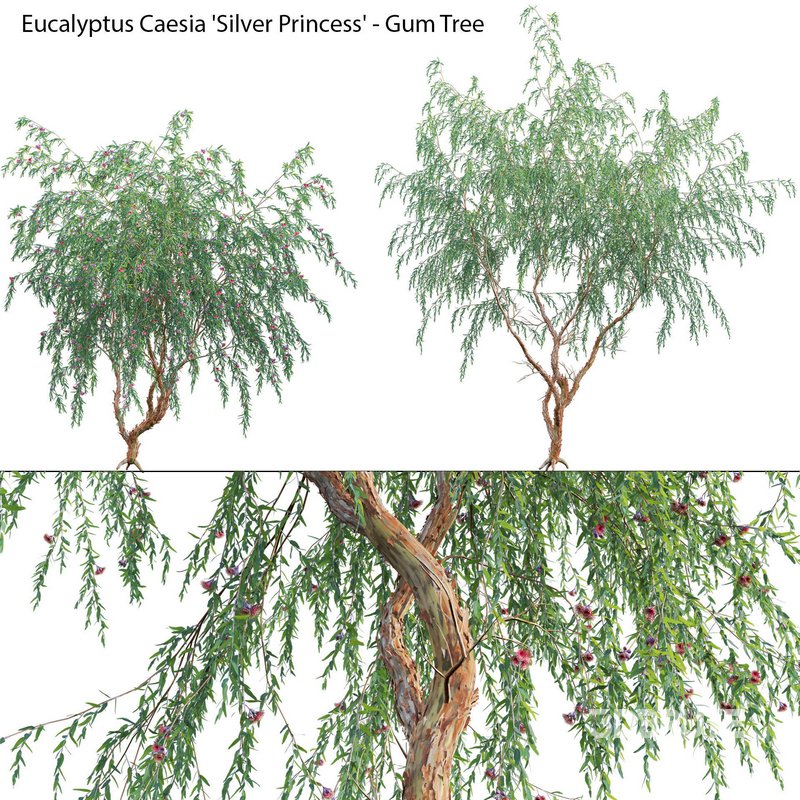 Eucalyptus Caesia Silver Princess – Gum Tree