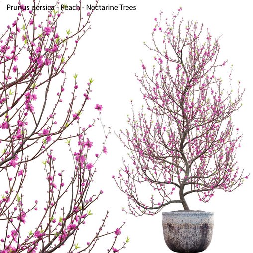 Prunus persica – Peach – Nectarine Trees – 01