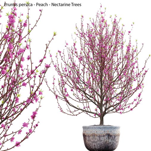 Prunus persica – Peach – Nectarine Trees – 03