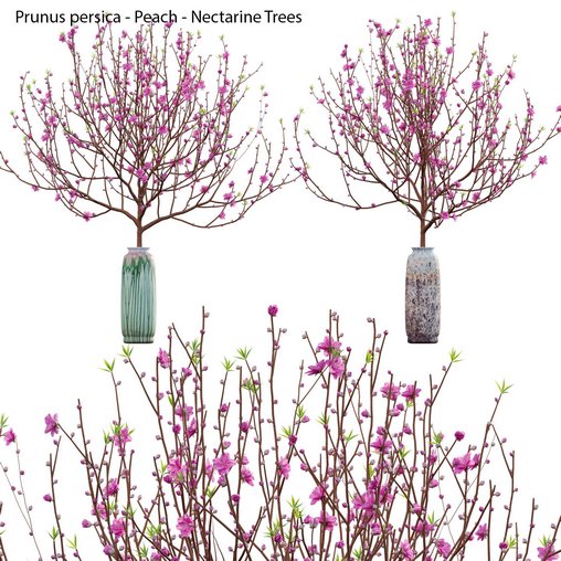 Prunus persica – Peach – Nectarine Trees – 05