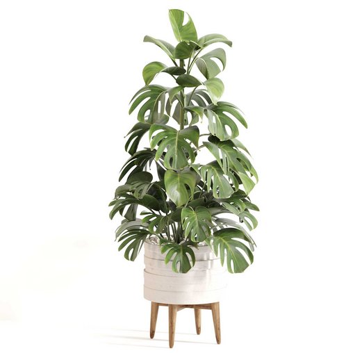 Indoor Plant Set 0126