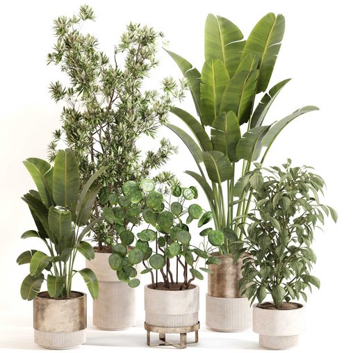 Indoor Plant Set 0121