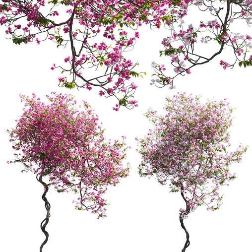 Bougainvillea 13