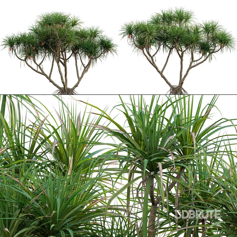 Pandanus tectorius – Screw Pine