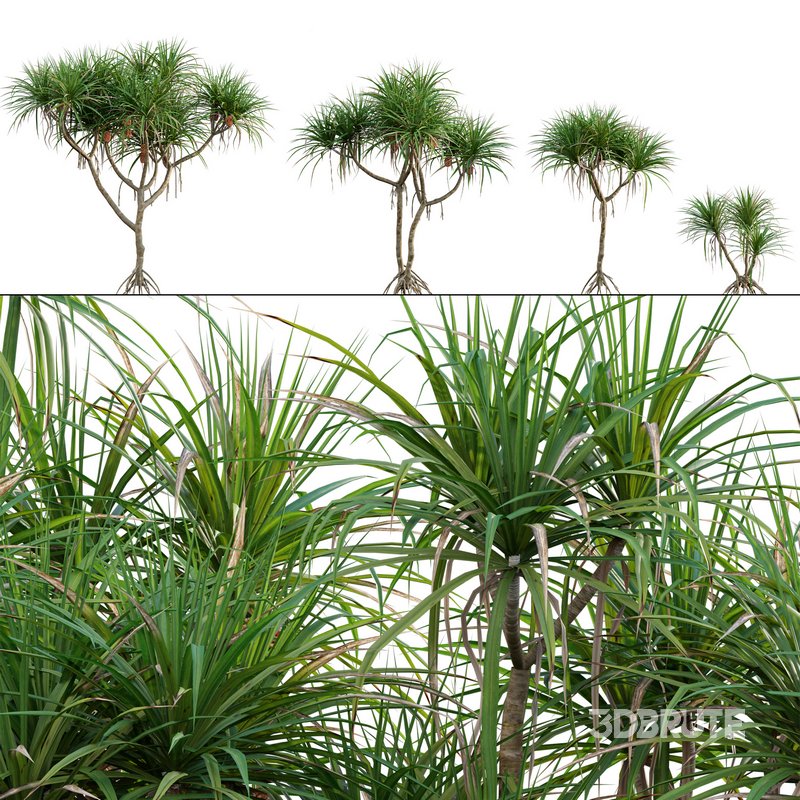 Pandanus tectorius – Screw Pine 03