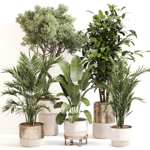Indoor Plant Set 0118