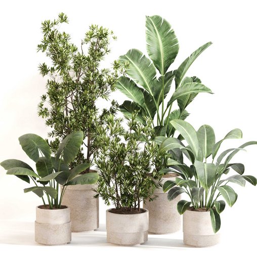 Indoor Plant Set 0122