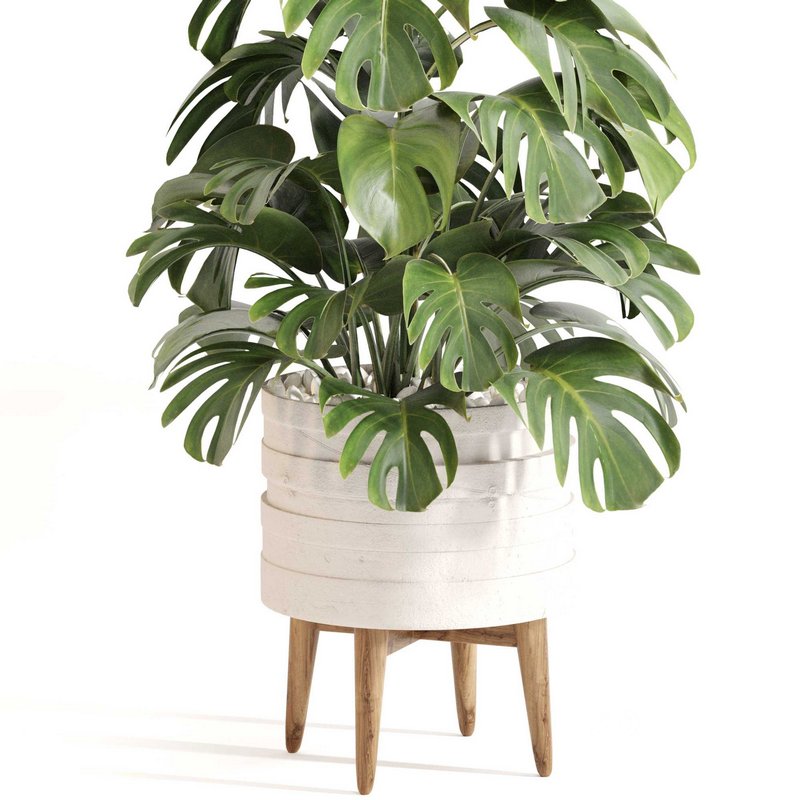 Indoor Plant Set 0126