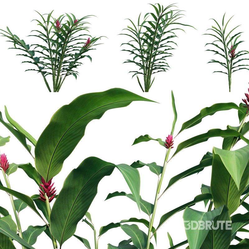 Alpinia Purpurata – Red Ginger