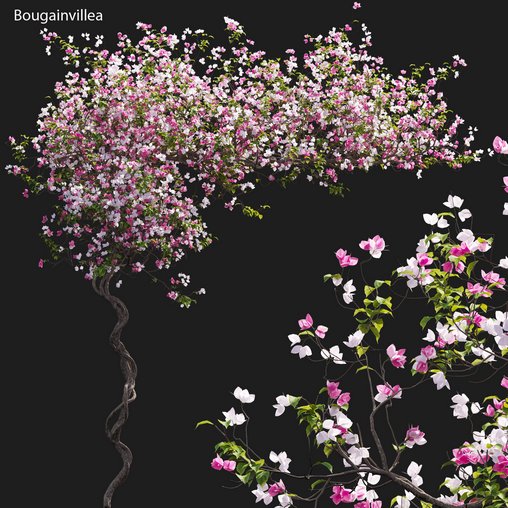 Bougainvillea 12