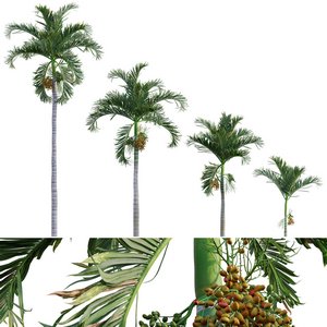 Areca catechu - Betel Nut Palm - Pinang Sirih 3d model Download  Buy 3dbrute