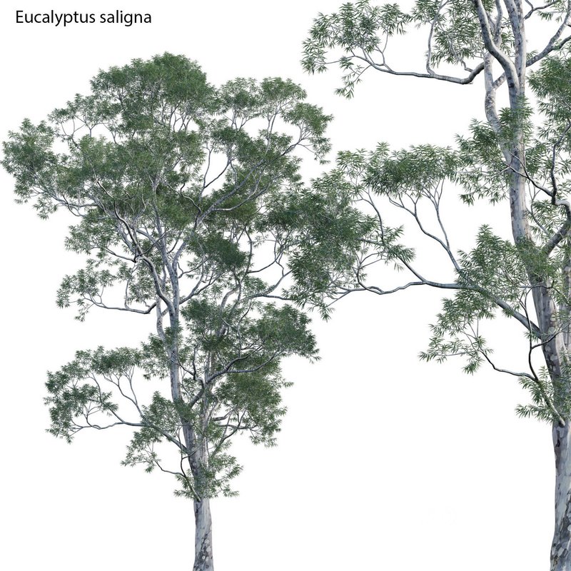 Eucalyptus saligna – Sydney Blue Gum 01