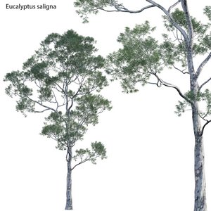 Eucalyptus saligna - Sydney Blue Gum 02 3d model Download  Buy 3dbrute