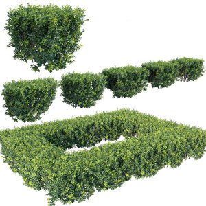 Buxus Sempervirens - Boxwood 3d model Download  Buy 3dbrute