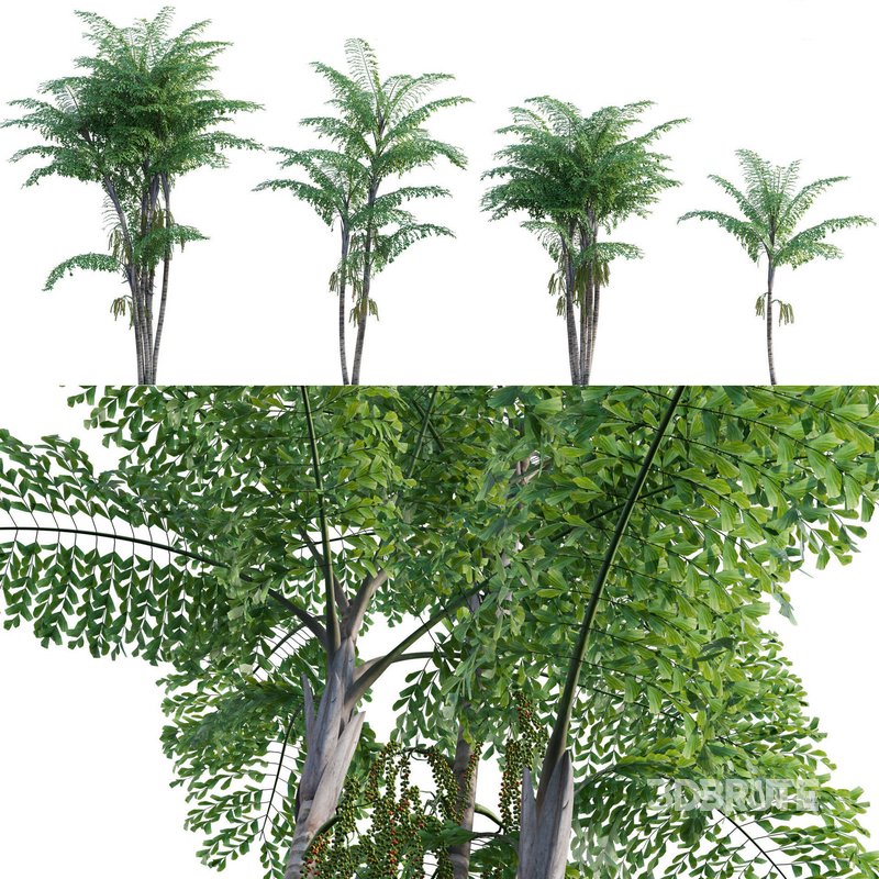 Caryota mitis – Fishtail Palm – Tukas