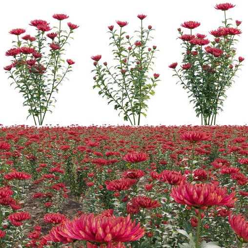 Chrysanthemum grandiflorum 03
