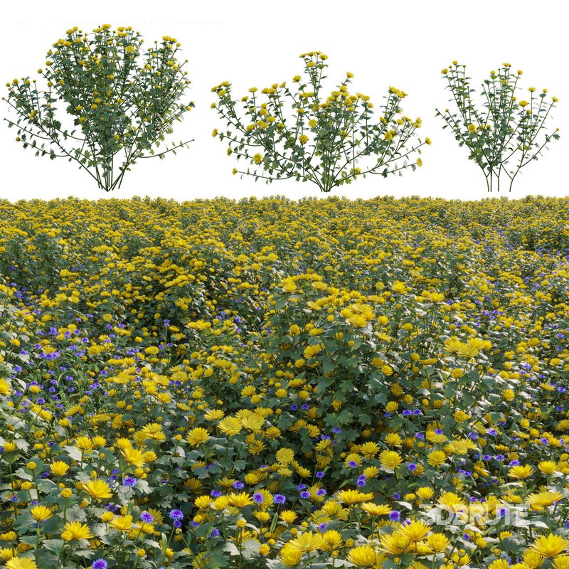 Chrysanthemum morifolium 02