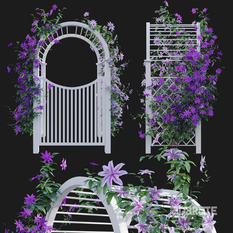 Clematis Aotearoa – Creeper Gate