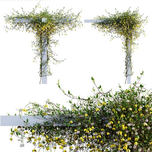 Clematis Bill MacKenzie Clematis tangutica 02 3d model 3dbrute