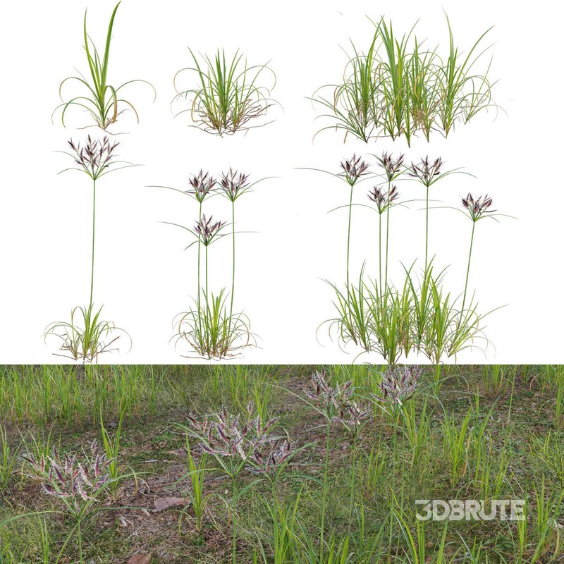 Cyperus rotundus – Purple nutsedge