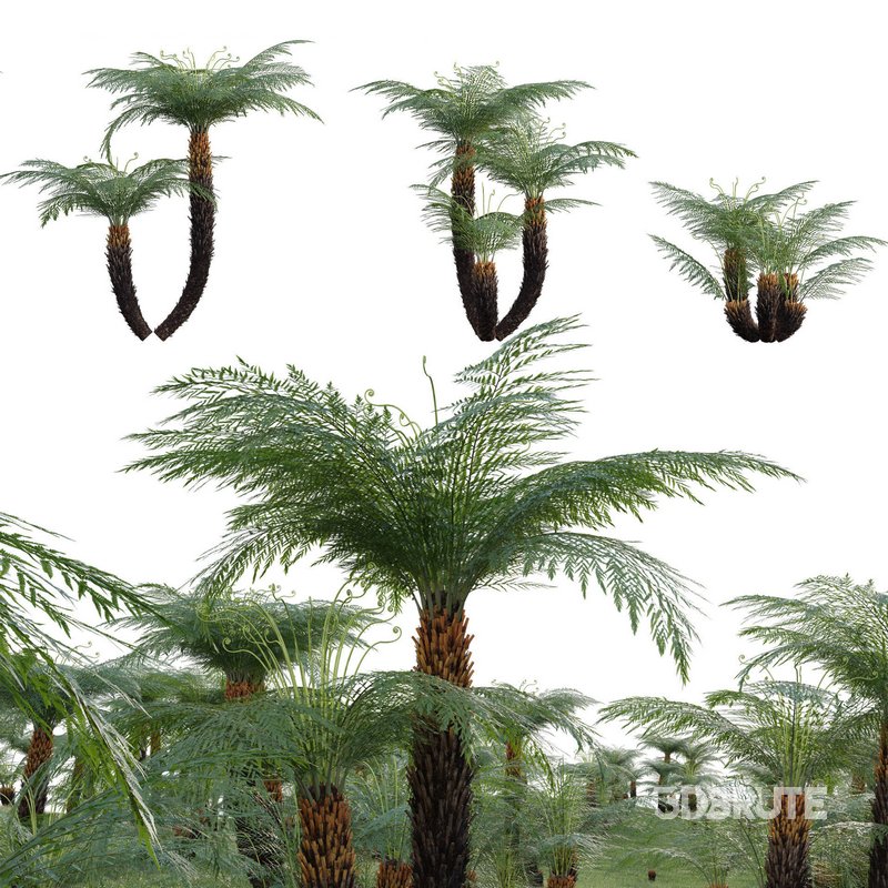 Dicksonia antarctica – Soft Tree Fern 02